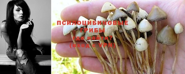ГАЛЛЮЦИНОГЕННЫЕ ГРИБЫ Аркадак